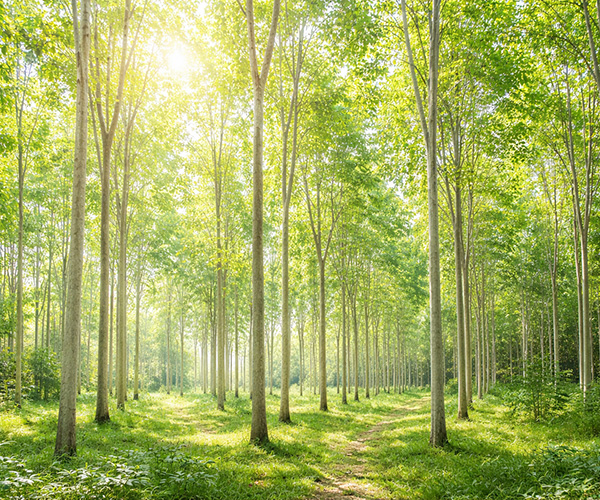 ORI ECO ファルカタ材